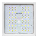Plessey Hyperion White Spectrum - 230v UK LED UK