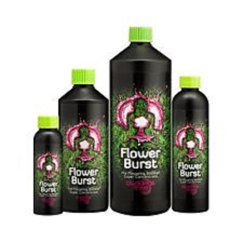 Buddhas Tree Flower Burst 1L